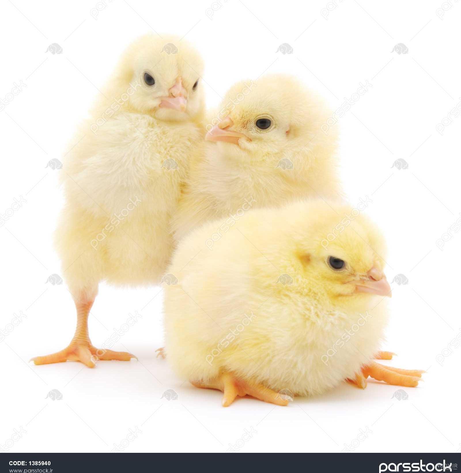 عکس جوجه رنگی سفید عکس جوجه رنگی سفید