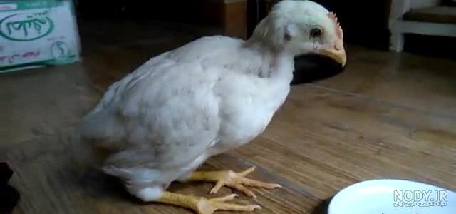 عکس جوجه کفتر سفید عکس جوجه کفتر سفید