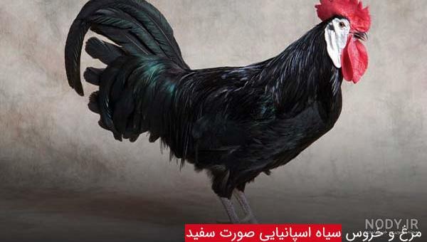 پروفايل جوجه پروفايل جوجه