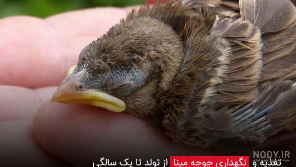 عکس جوجه مرغ مینا افغانی