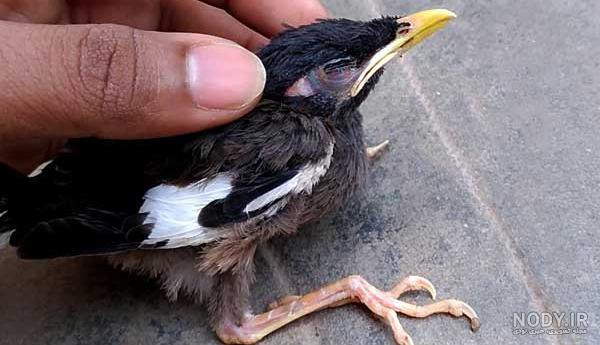 عکس جوجه مرغ مینا یک ماهه عکس جوجه مرغ مینا یک ماهه