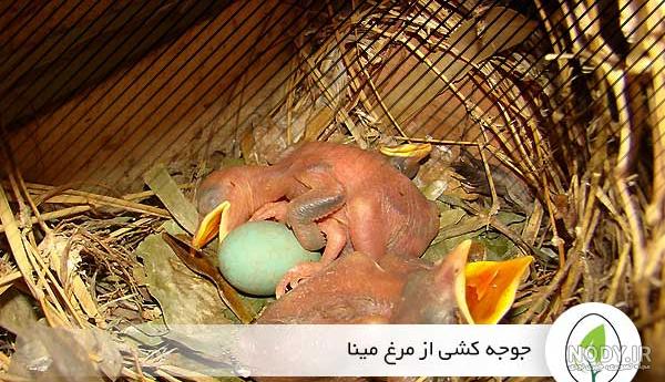 ميناي سخنگو
