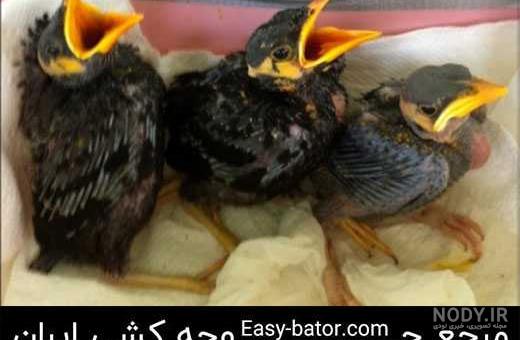 ميناي نر