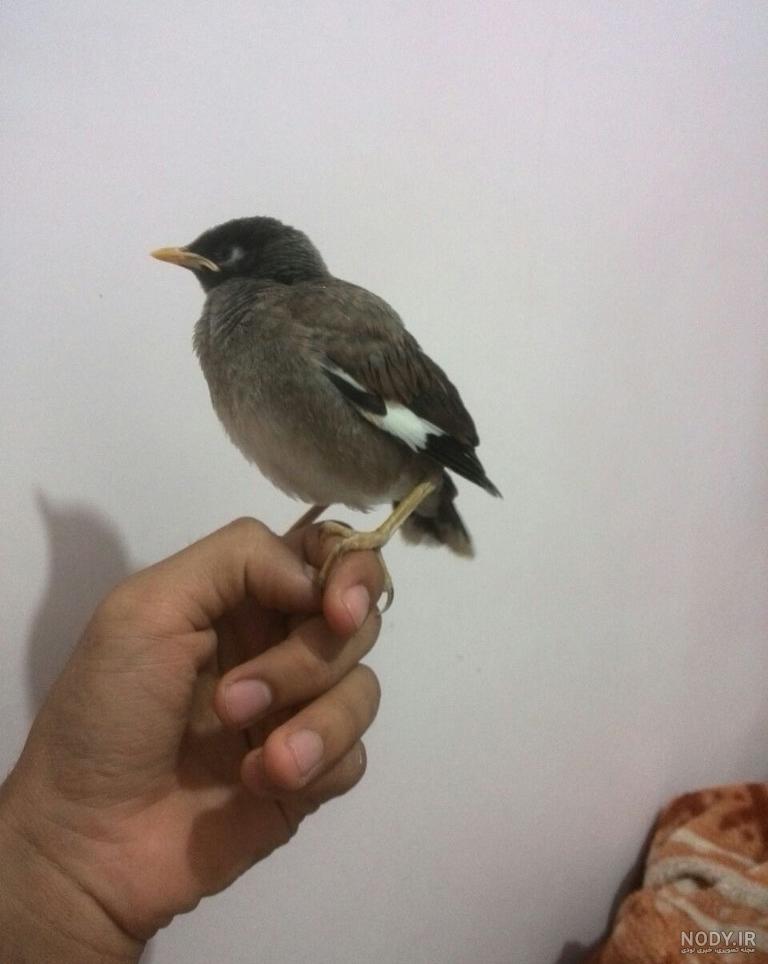 نژاد مرغ