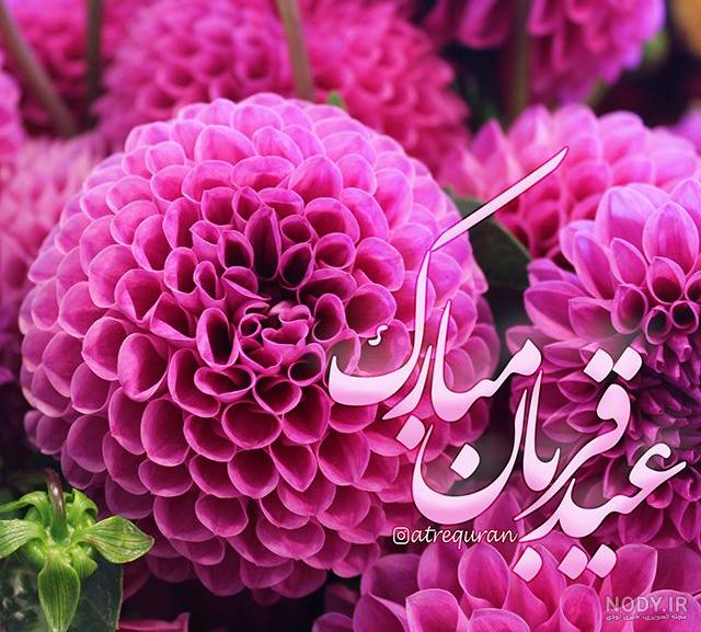 عکس گل برای عید قربان