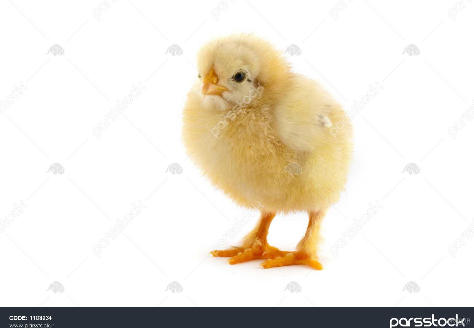 خوابيدن جوجه خوابيدن جوجه