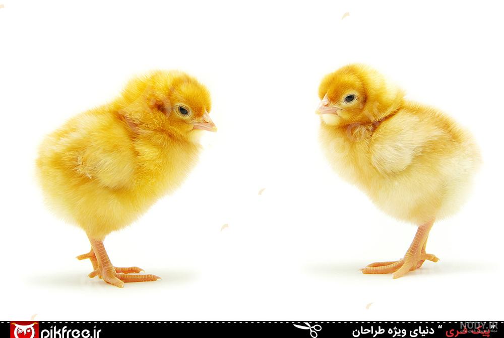 والپیپر والپیپر