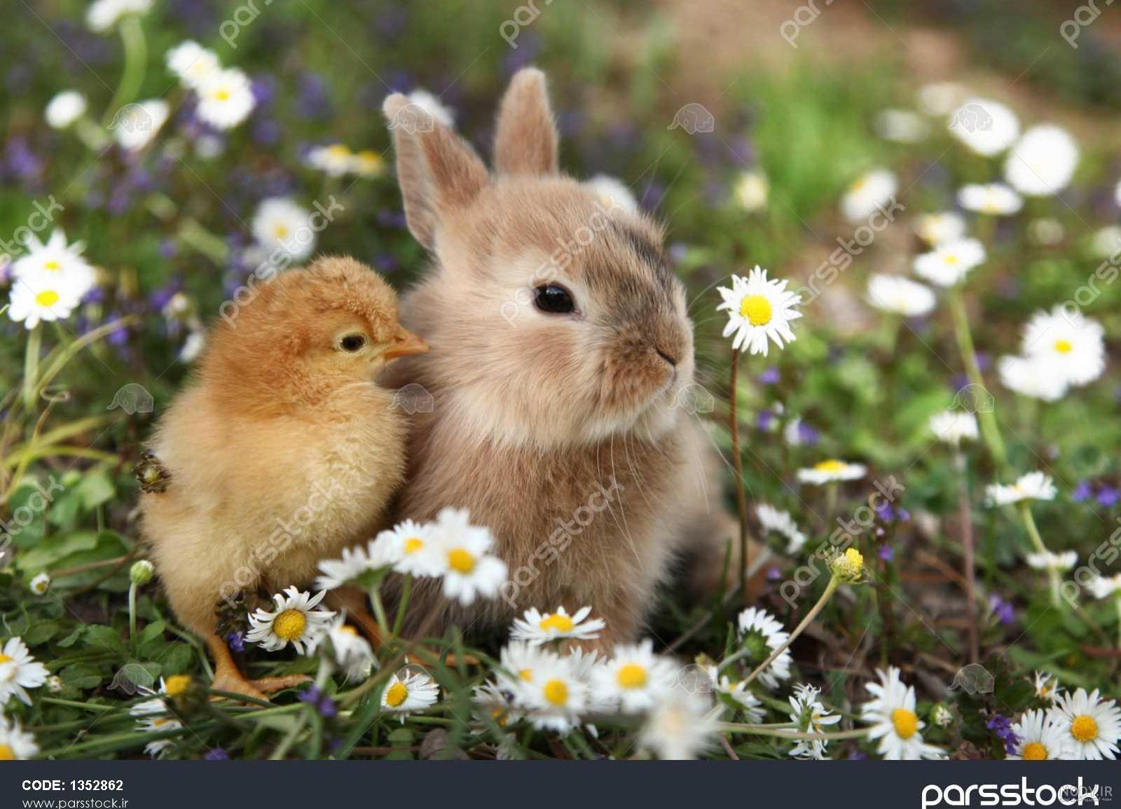 عکس خرگوش و جوجه رنگی
