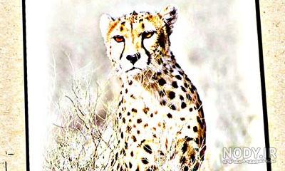 نماد یوزپلنگ