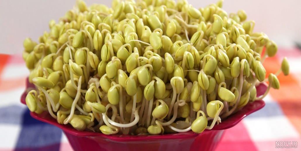 عکس جوانه سویا عکس جوانه سویا