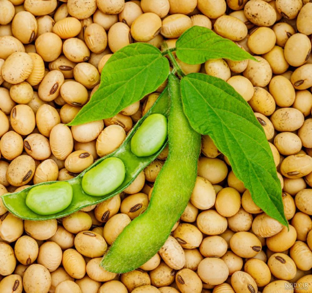 خواص گیاه سویا