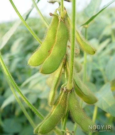عکس گیاه سویا