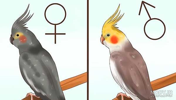 تشخيص سن عروس
