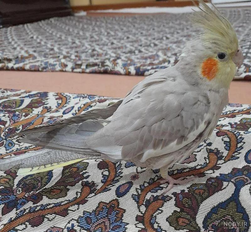 عکس عروس هلندی شش ماهه