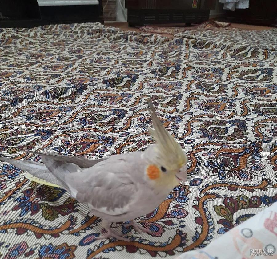 هلندي لوتينو