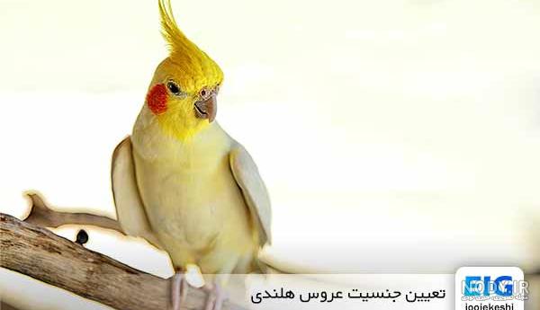 تشخيص نر تشخيص نر