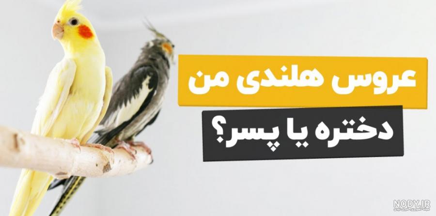 تعيين جنسيت جوجه تعيين جنسيت جوجه