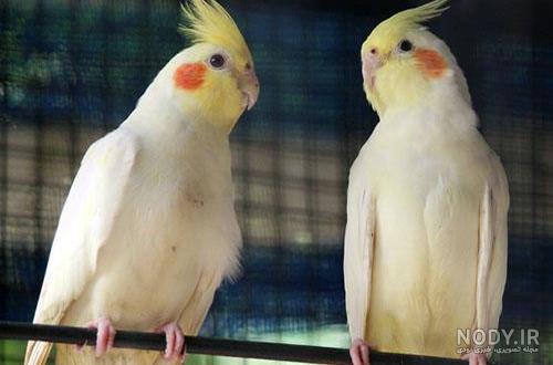 عکس عروس هلندی نر و ماده لوتینو عکس عروس هلندی نر و ماده لوتینو