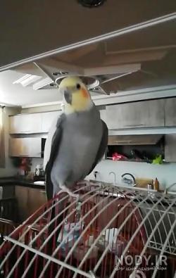 جوجه عروس جوجه عروس
