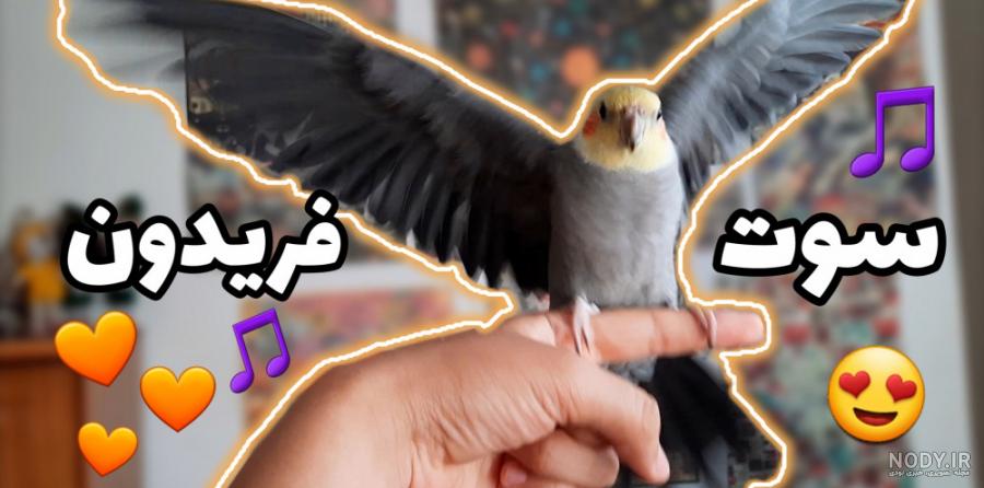 طوطي هلندي طوطي هلندي