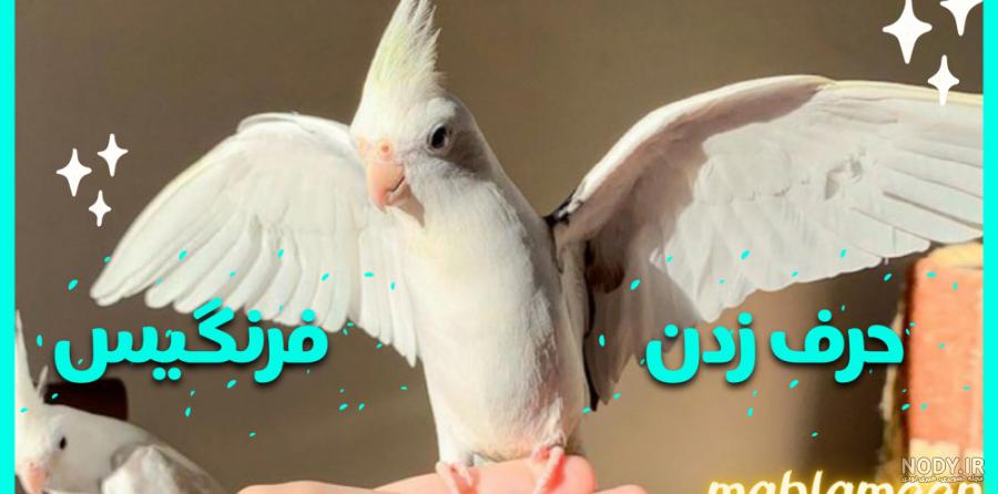 هلندي لوتينو هلندي لوتينو