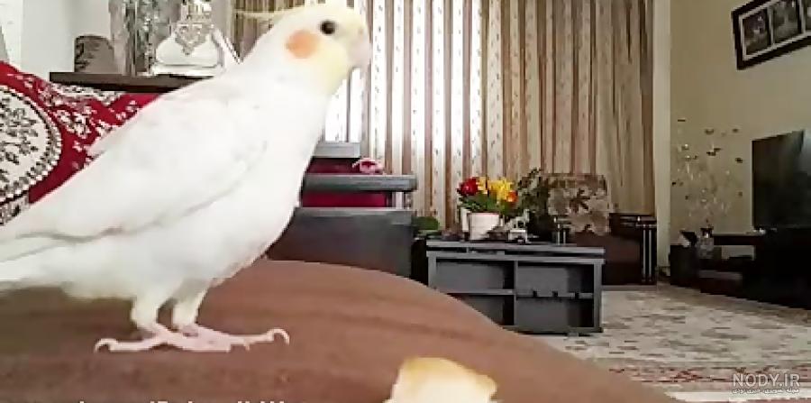 هلندي نر هلندي نر