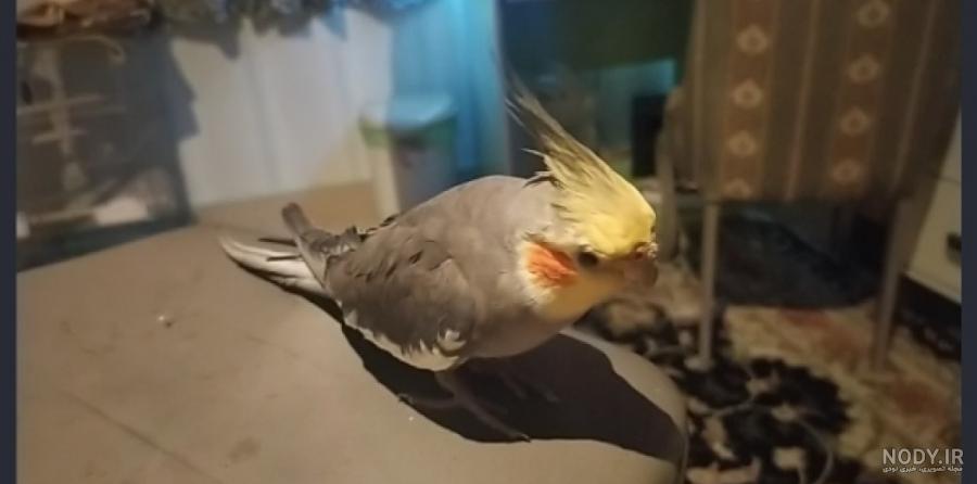 جوجه عروس جوجه عروس