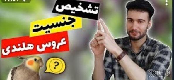 طوطي عروس طوطي عروس