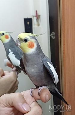 هلندي آهويي هلندي آهويي