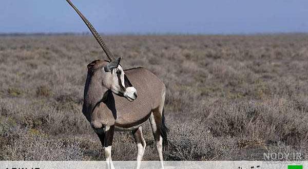 بالدار بالدار