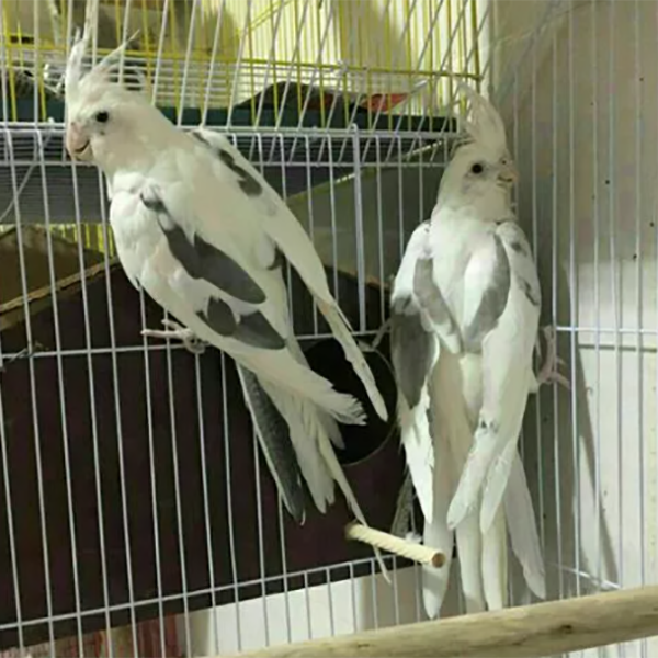 آلبینو نر آلبینو نر