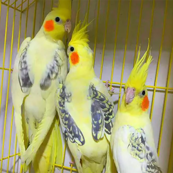 جوجه عروس جوجه عروس