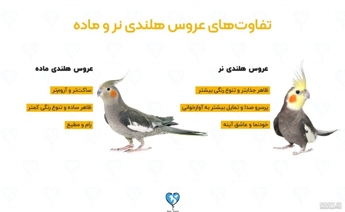 جوجه عروس جوجه عروس