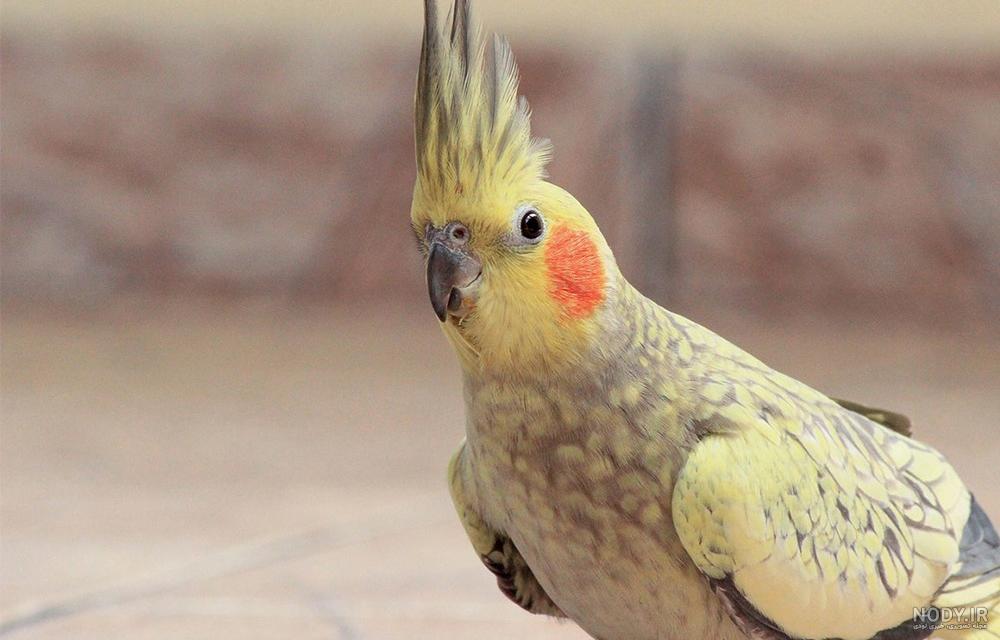 گلباقالی نر گلباقالی نر