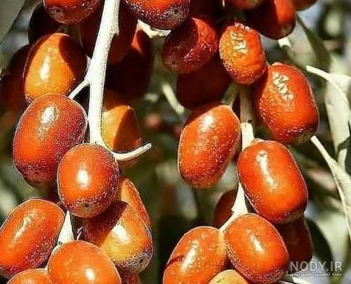 عکس سنجد