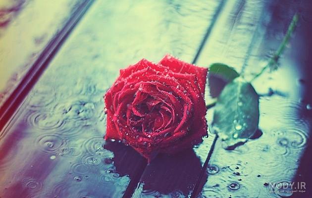 غذای