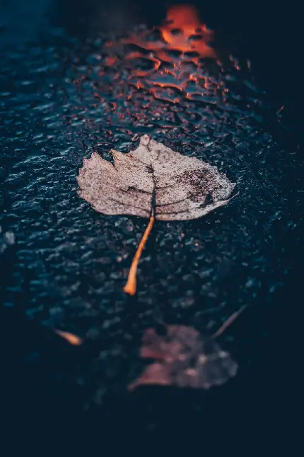 شب باراني