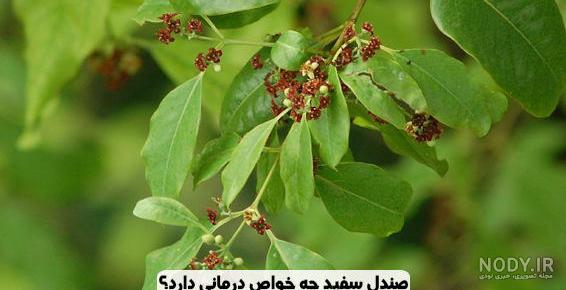 صندل زنآنه صندل زنآنه