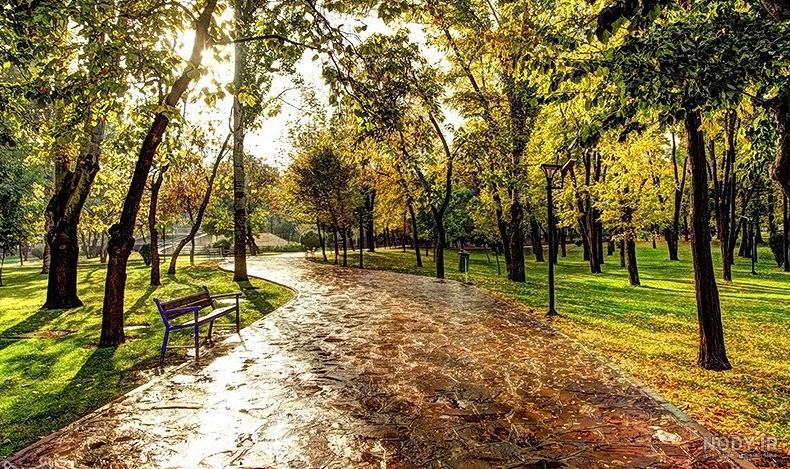 آینه ماشین
