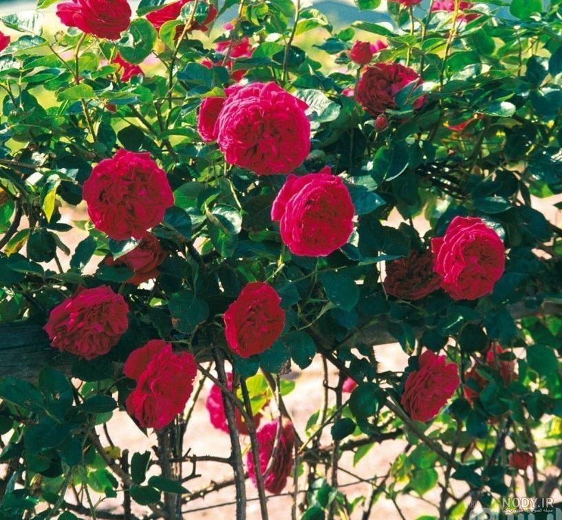 رونده معطر