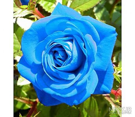 عکس گل رز آبی کمرنگ