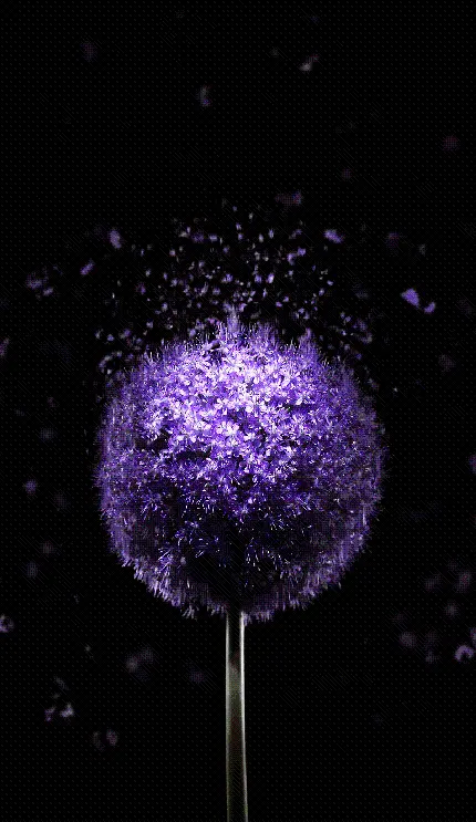 عکس گل رز با کیفیت فول اچ دی