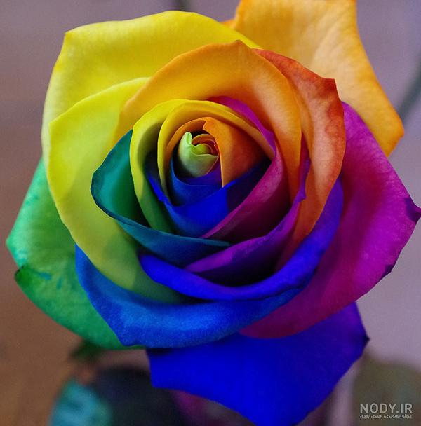 رز زرد