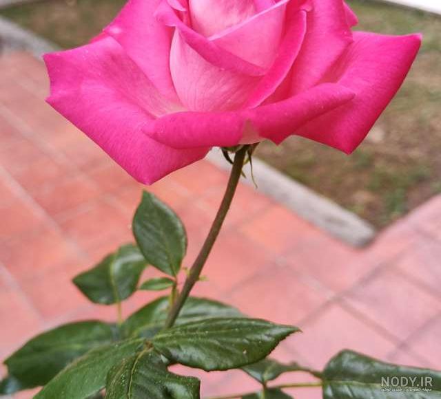 قلبی