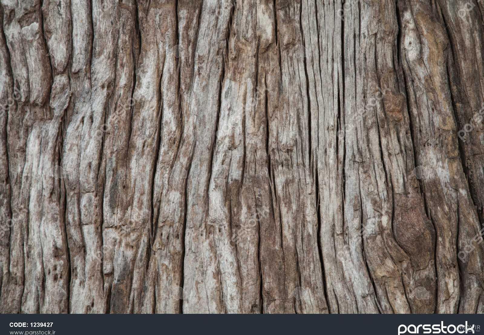 عکس از بافت تنه درخت عکس از بافت تنه درخت