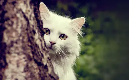 بَچه گربه بَچه گربه