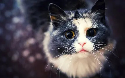 عکس نقاشی گربه رنگ شده اسان عکس نقاشی گربه رنگ شده اسان