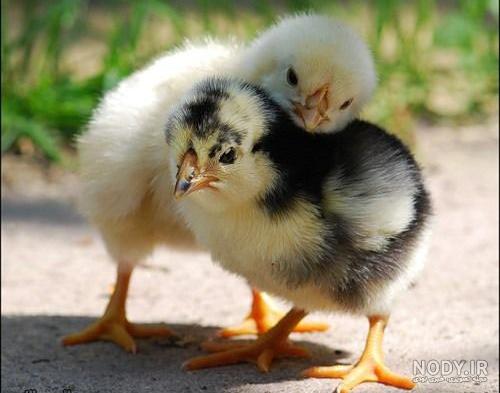 عکس جوجه رنگی عکس جوجه رنگی
