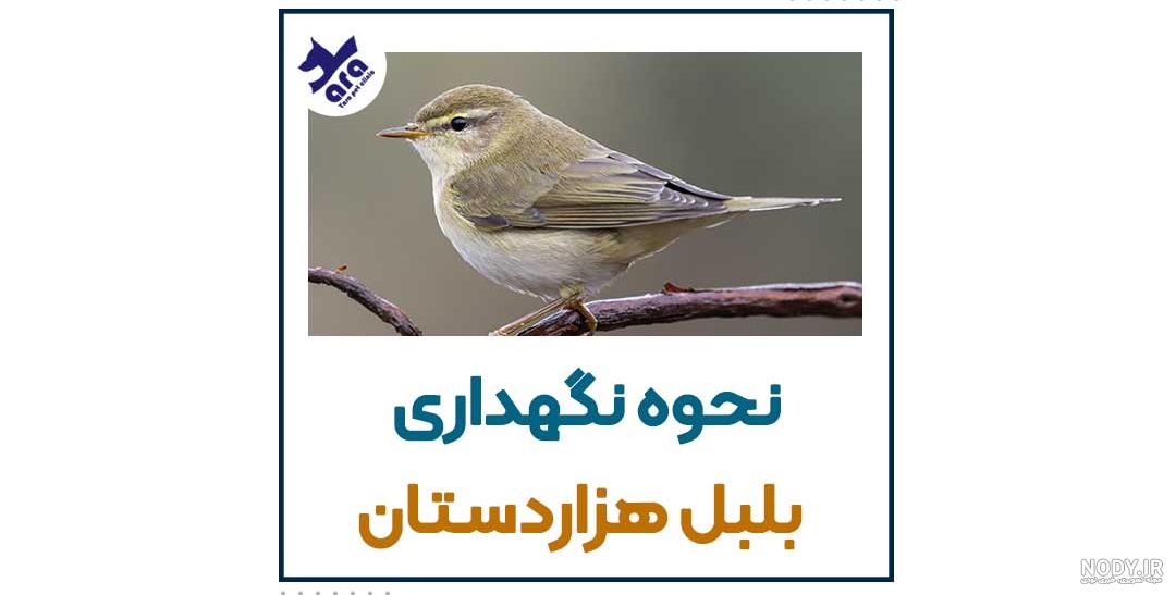 نقآشی کودکانه نقآشی کودکانه