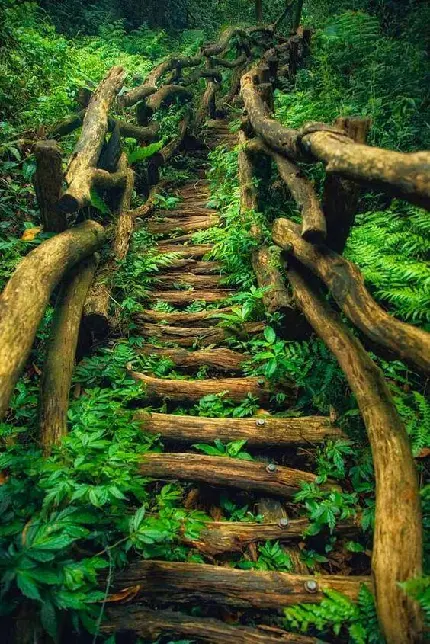 nature wallpaper